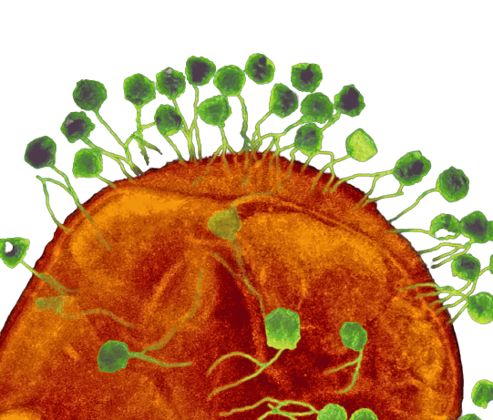 Phages infecting bacteria