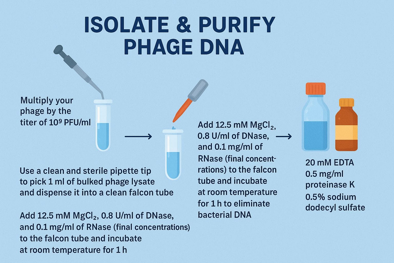 Schematic image showing the isolation of bacteriophage DNA