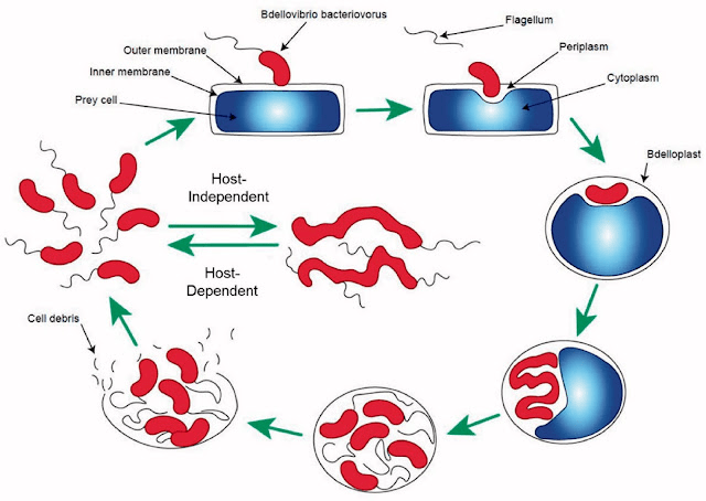 image20 | The Phage Life cycle of Bdellovibrio bacteriovorus