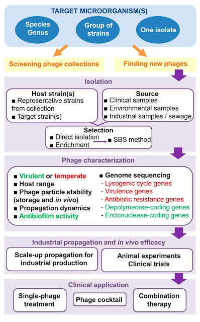 Steps involved in the development of phage therapy strategies In the phage characterization step text in green and red correspond to desirable and undesirable characteristics in a phage for therapeutic applications Abbreviations SBS method step by step method By Fernández et al 2019