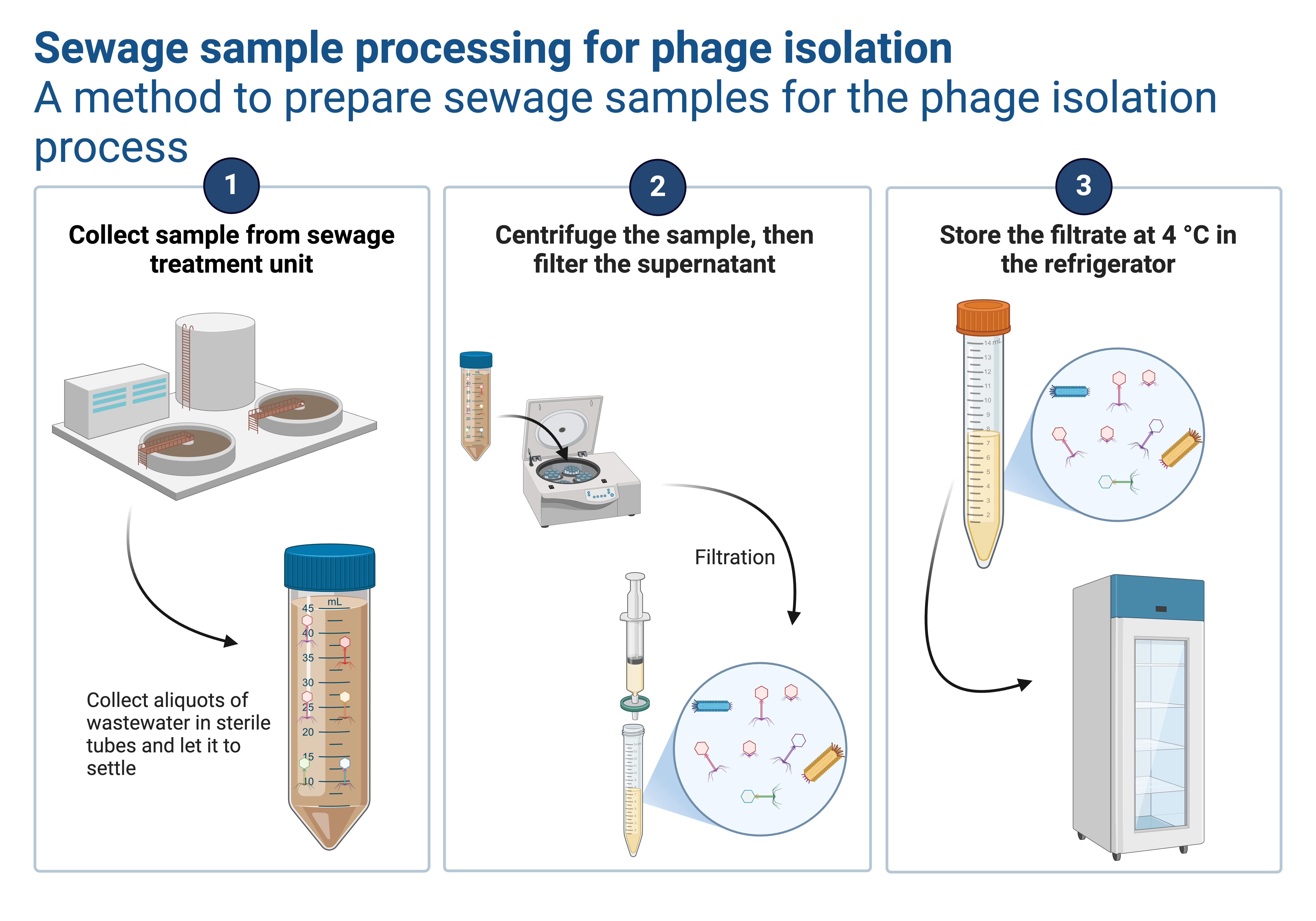 A schematic diagram for sewage sample processing for bacteriophage isolation