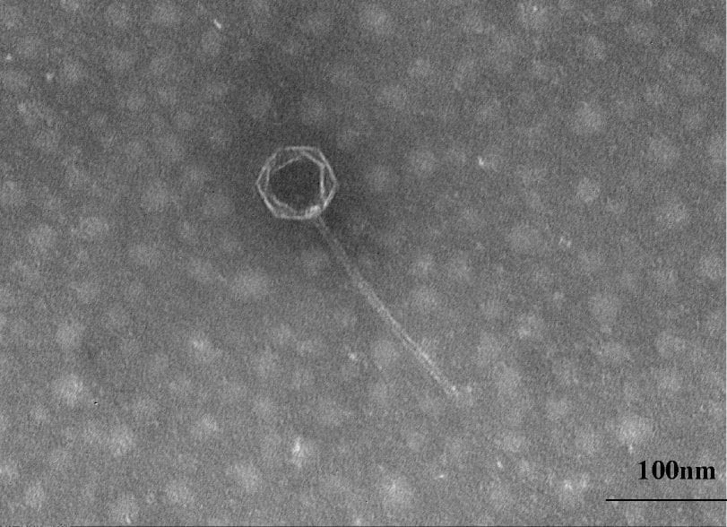 image1 | The Phage Halomonas phage vB HmeY H4907's TEM morphology