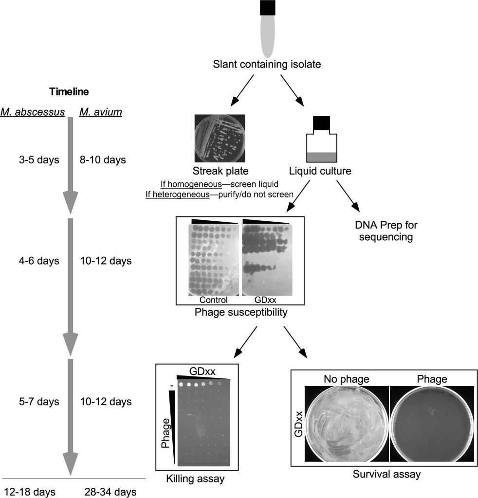 image | The Phage Scheme for identifying therapeutically suitable mycobacteriophages