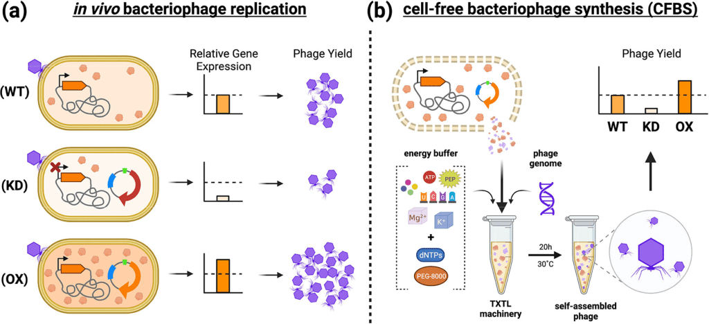 image3 | The Phage In vivo bacteriophage replication and cell free bacteriophage synthesis CFBS