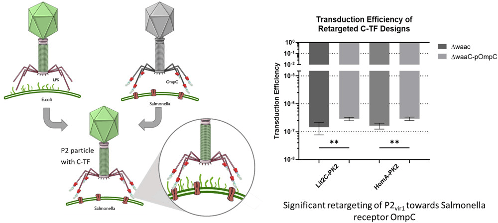 image4 | The Phage Photo showing how pseudotyping was done