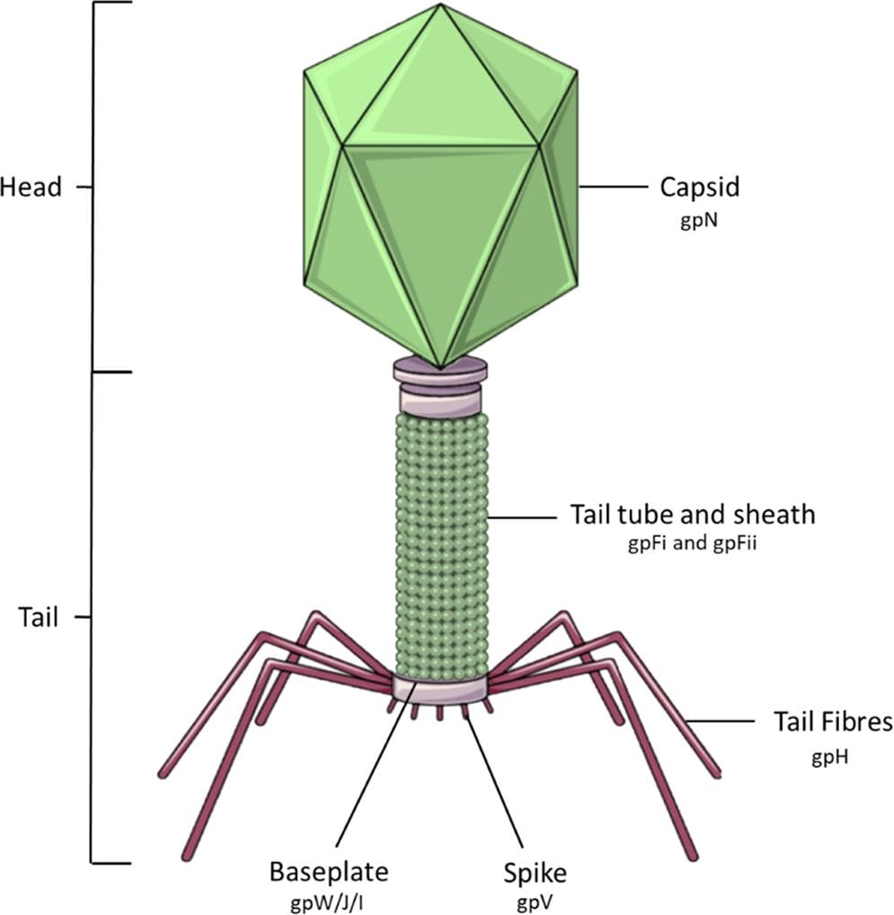 image5 | The Phage a well labelled diagram of T shaped bacteriophage