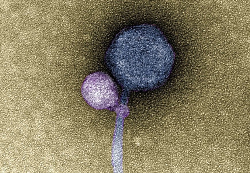 a virus attaching to another virus