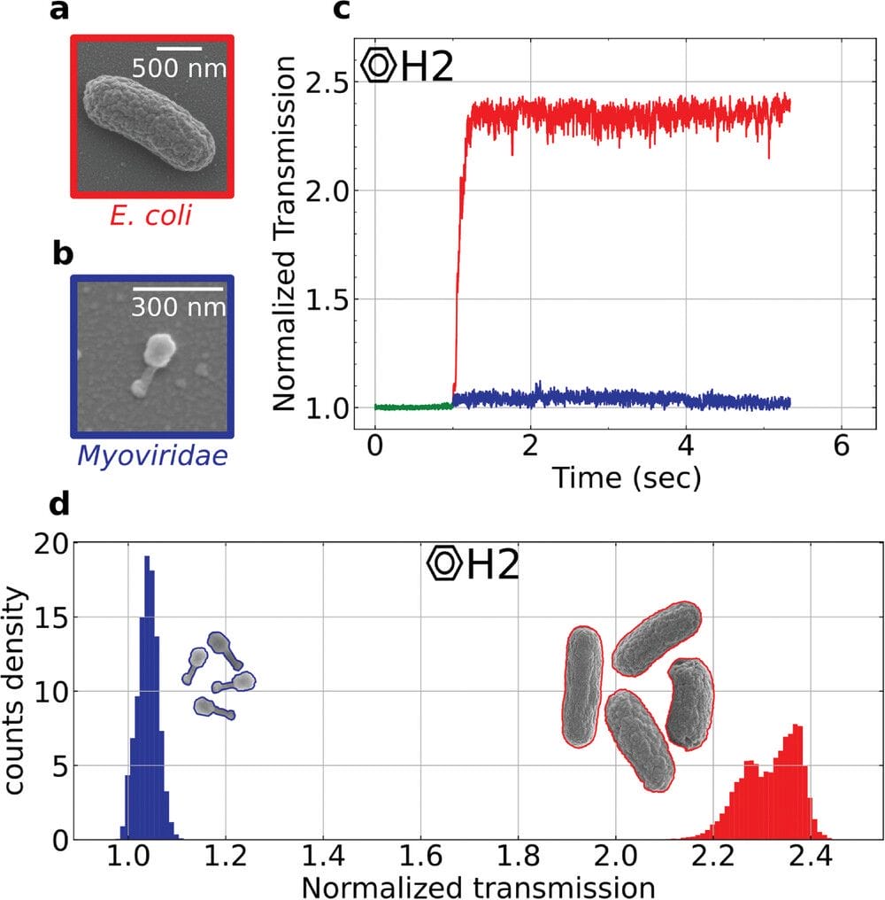 image | The Phage Illustration of the transmission properties during optical trapping of bacteria and phages utilizing the H2 hollow PhC cavity