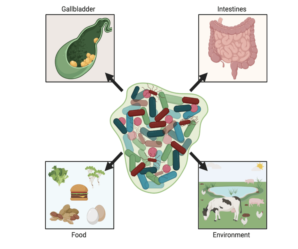 surfaces where biofilm can be formed