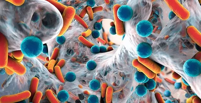 Bacteria biofilm