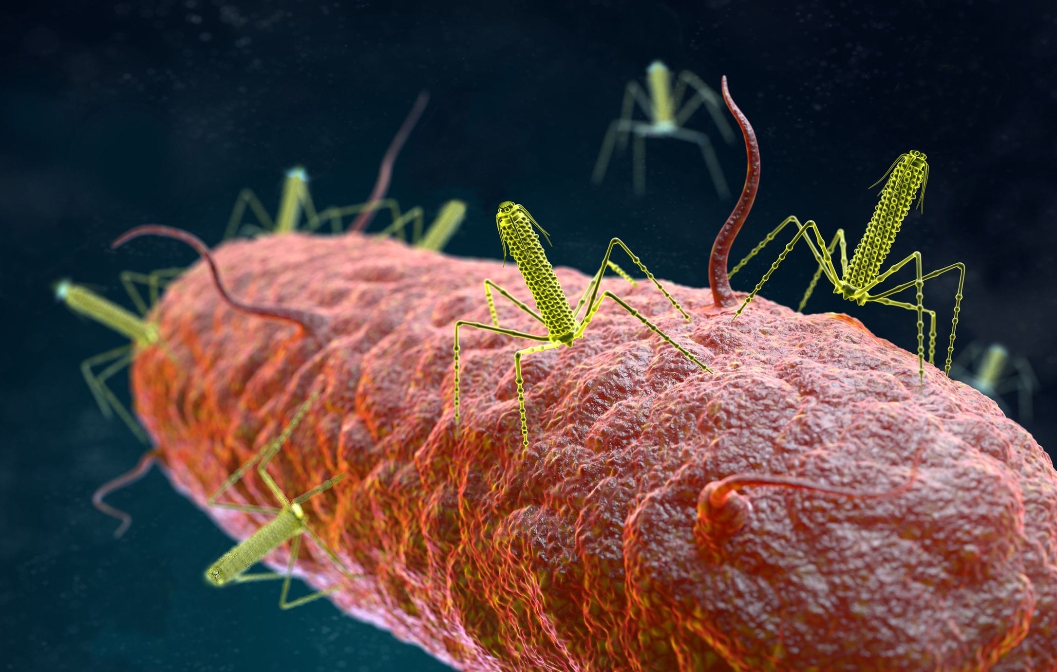 Phage tailocins | The Phage Phage tailocins