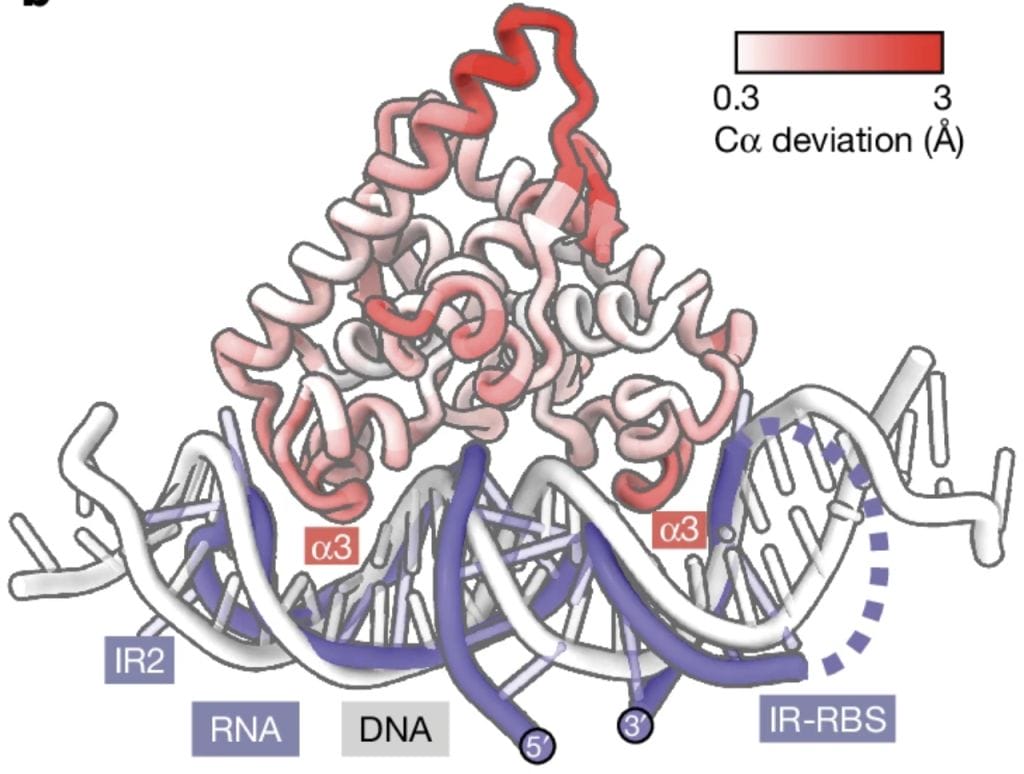 Screenshot20240710at212234 | The Phage Overlay of Aca2RNA cryo EM structure with the Aca2DNA