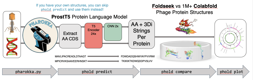 image3 | The Phage PHOLD tool workflow