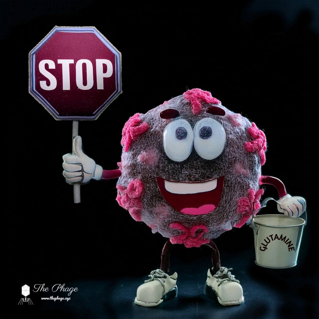 Stop codon reassignment in bacteriophages | The Phage Bacteriophages Stop codon reassignment