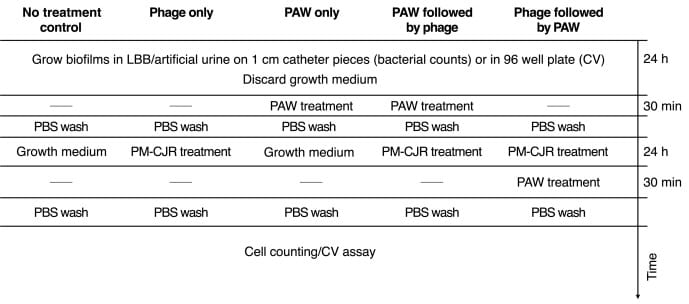 Figure2 | The Phage Experimental design table for the investigation of the effect of combinatorial treatments with PAW and phage on P mirabilis biofilms