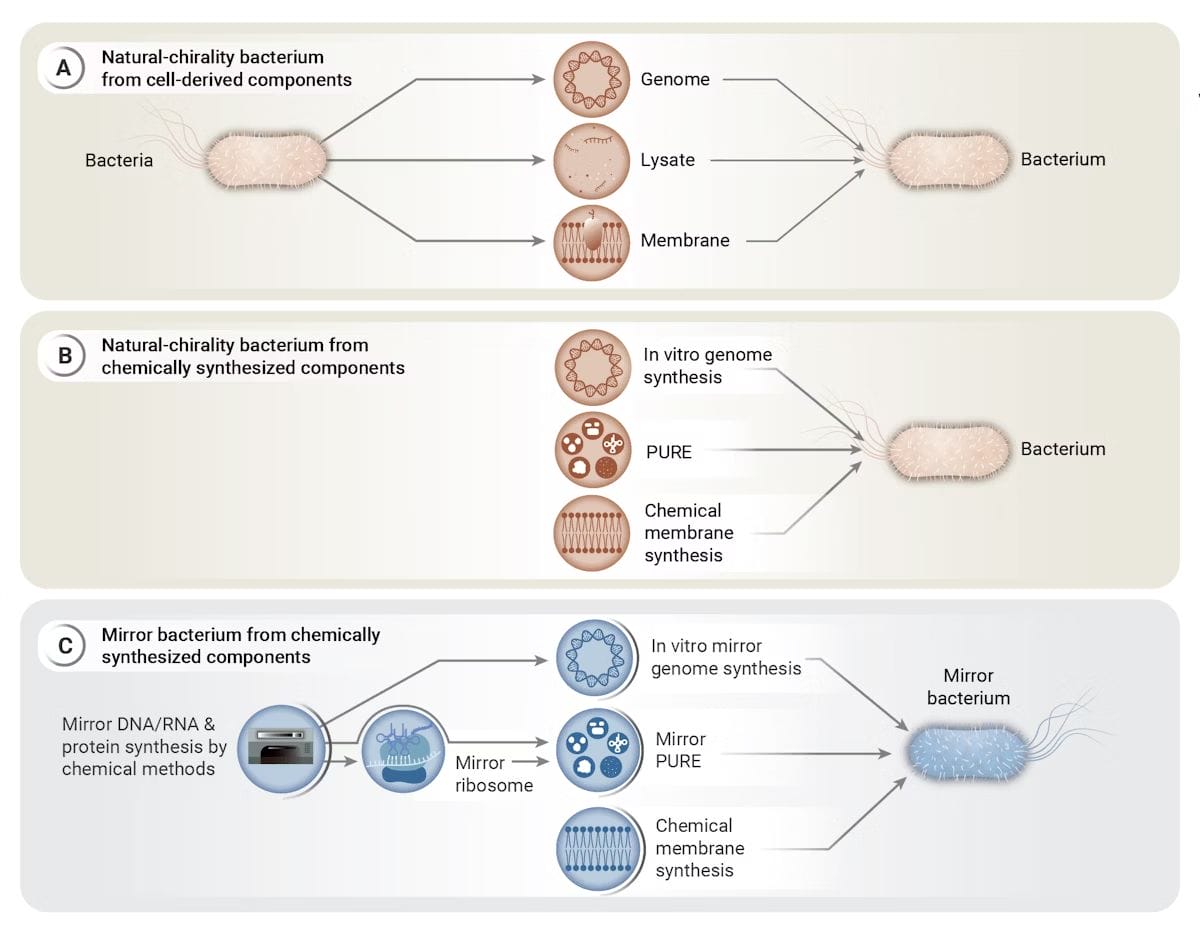 image | The Phage Diagram showing how scientists can make mirror bacteria using different methods