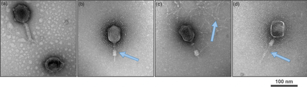 image | The Phage Transmission electron microscopy of T4 bacteriophages showing the release of DNA indicated by the blue arrow when the phage is subjected to IC