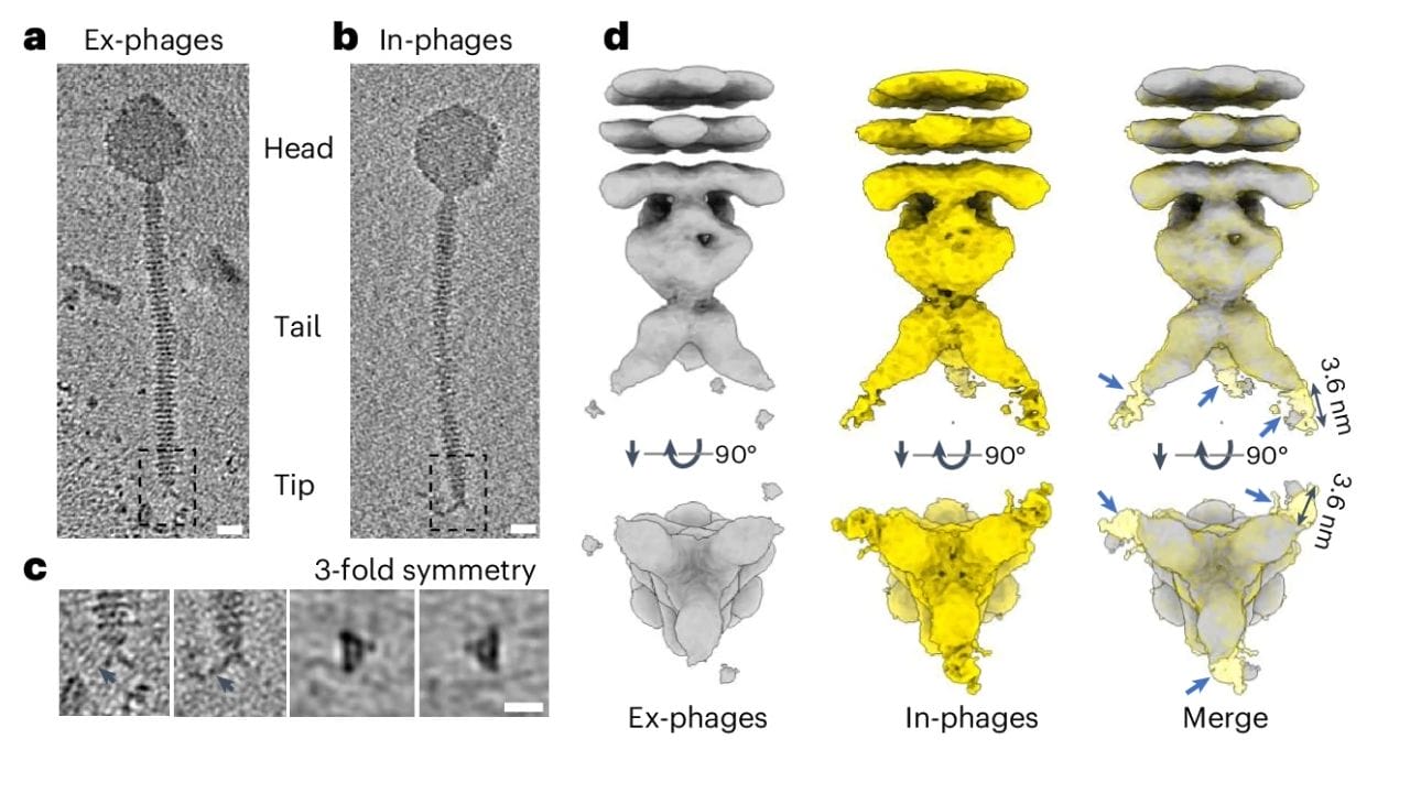 Cryo-TEM characterization of the phage tip. Tomographic slices of phage particles from Ex-phages