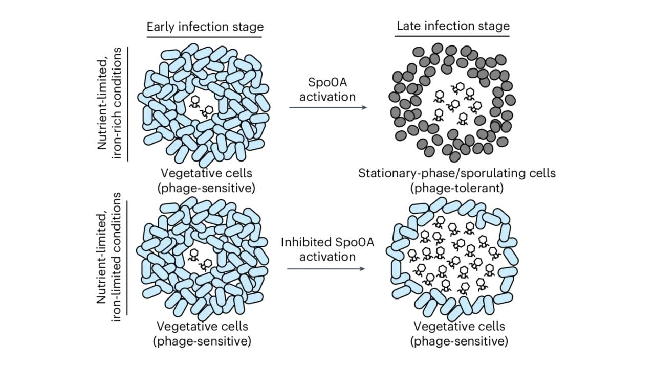 Schematic model for iron sequestration-induced promotion of phage infection