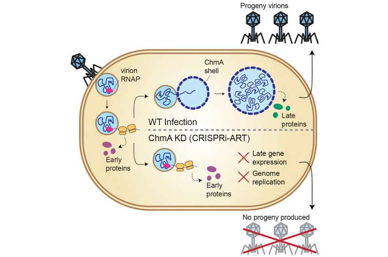 virusinfectscellswi | The Phage