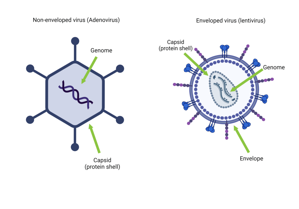 Enveloped and non enveloped virises | The Phage A non enveloped virus left and an enveloped virus right