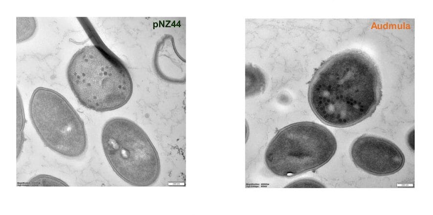 Cell wall thickness and phage visualization in the presence of Audmula and proposed mode of action.