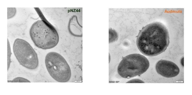 Cell wall thickness and phage visualization in the presence of Audmula and proposed mode of action.