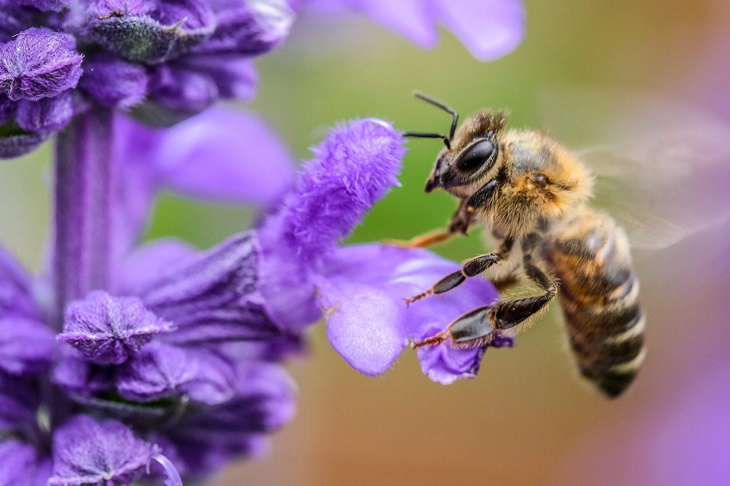Honey Bee and the Hidden Microbial World | The Phage Close up of a honey bee feeding on a purple flower symbolizing the complex microbial Bacterial and viral Phage ecosystems inside the bee gut